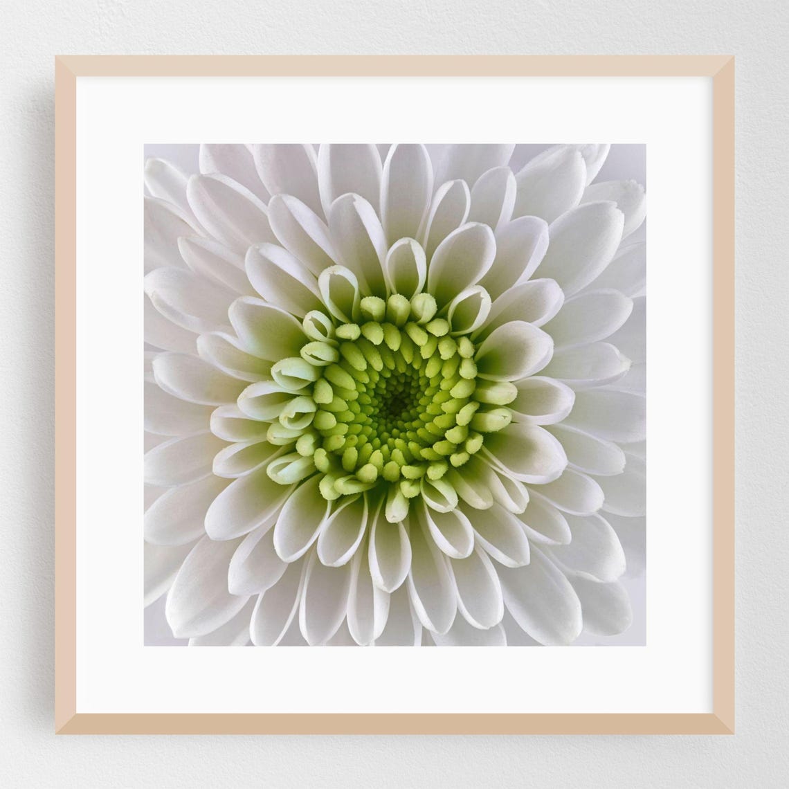 White Chrysanthemum Flower Close Up On White Fine Art Photo Print