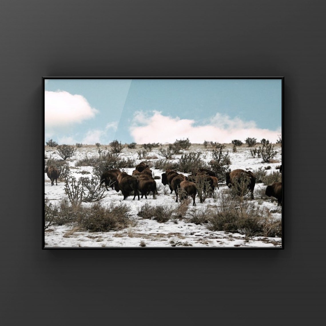 Bison In The Snow No 1 Fineart 8x10 Photograph