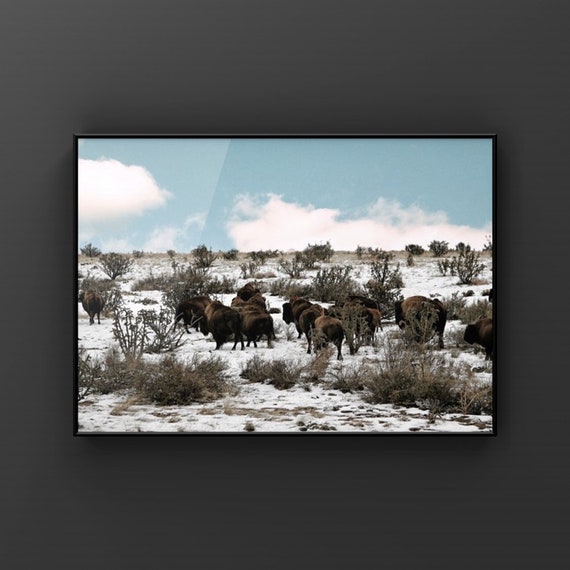 Bison In The Snow No 1 Fineart 8x10 Photograph