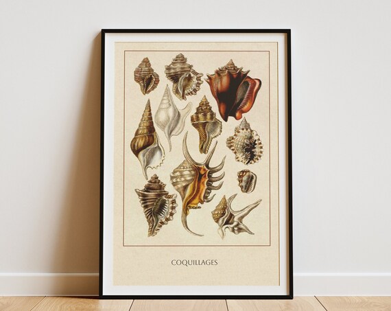 Vintage Shell Print Vintage Print Botanical Art Natural History Print Vintage Art Vintage Illustration Vintage Art Print Shellfish