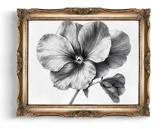 Pansy Flower Drawing Botanical Print Floral Illustration Vintage Art Monochrome Black And White Artwork