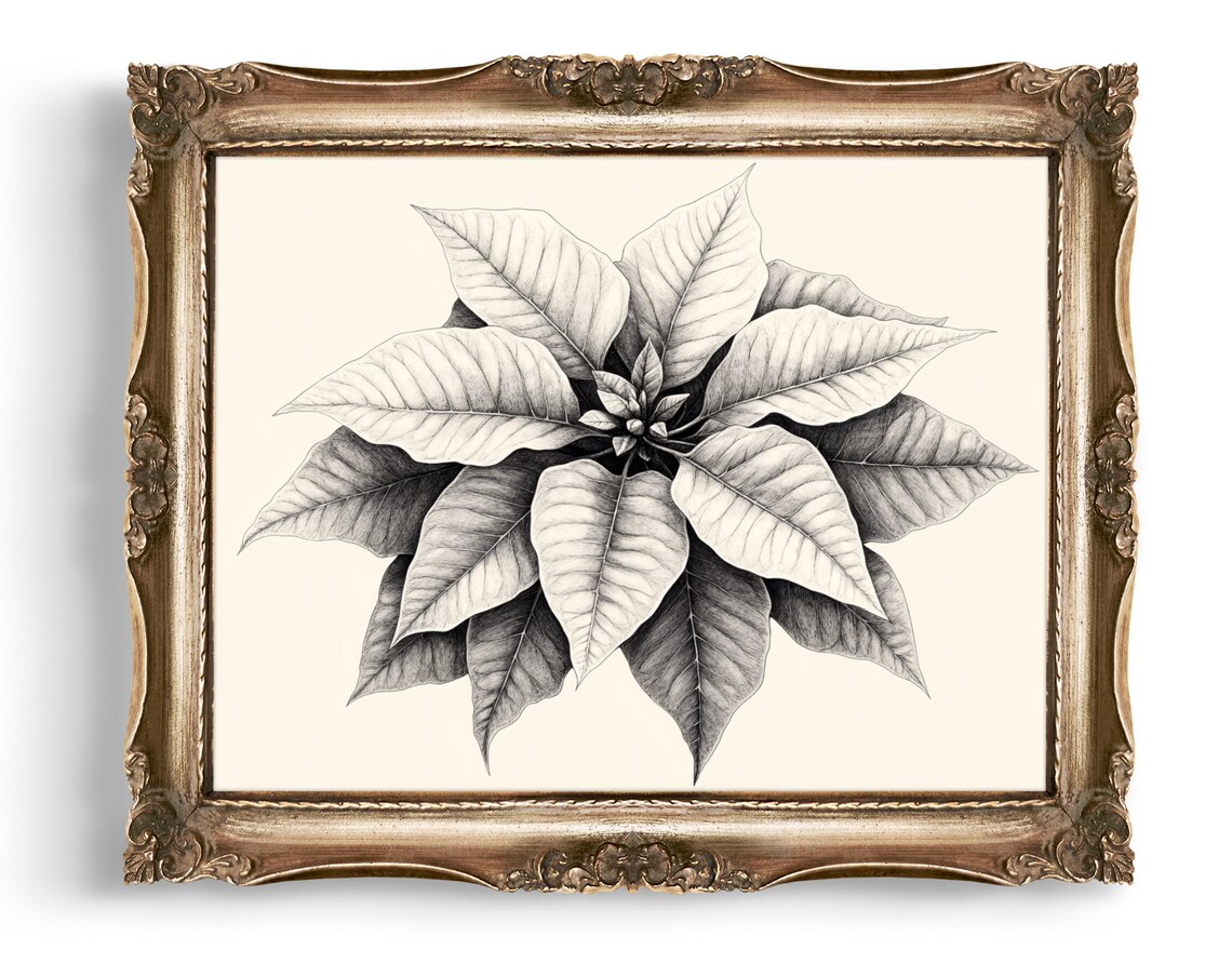 Poinsettia Pencil Sketch Monochrome Botanical Christmas Flower Poster