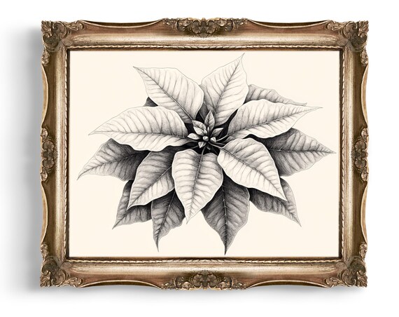 Poinsettia Pencil Sketch Monochrome Botanical Christmas Flower Poster
