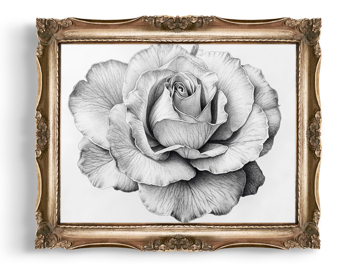 Rose Pencil Sketch Monochrome Black White Floral Botanical Art Poster