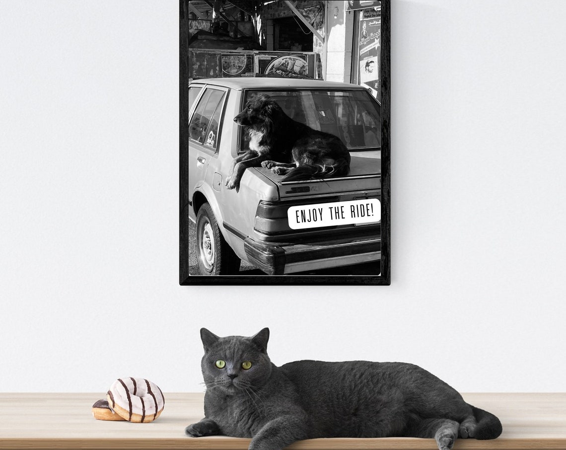 Enjoy The Ride Fun Travel Quote Print Sassy Holiday Gift For Dog Lovers Cute Dog Photography Egypt Wall Art Quote Sassy Strays Photo