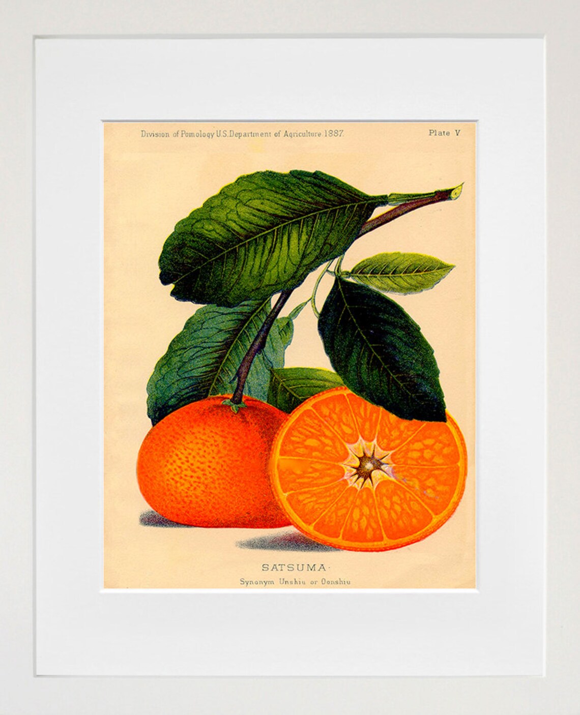 Oranges Kitchen Art Print, Food Wall Decor