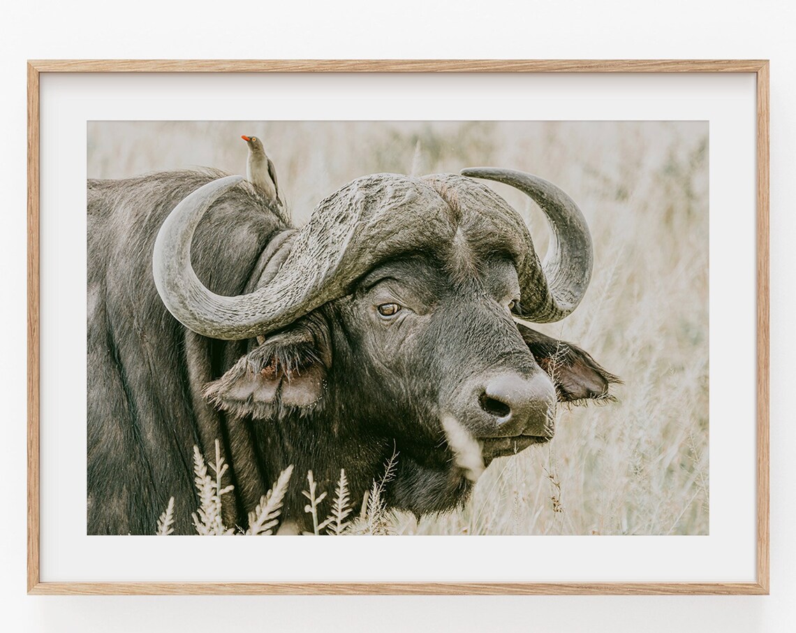 Buffalo Landscape Animals Nature Photography Art Print