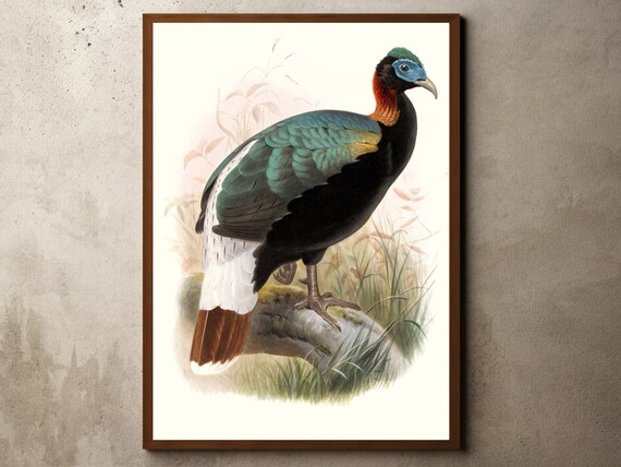Vintage Antique Pheasant Drawing Farmhouse Decor Botanical Sketch Print Illustration Lithography Birds Wall Art