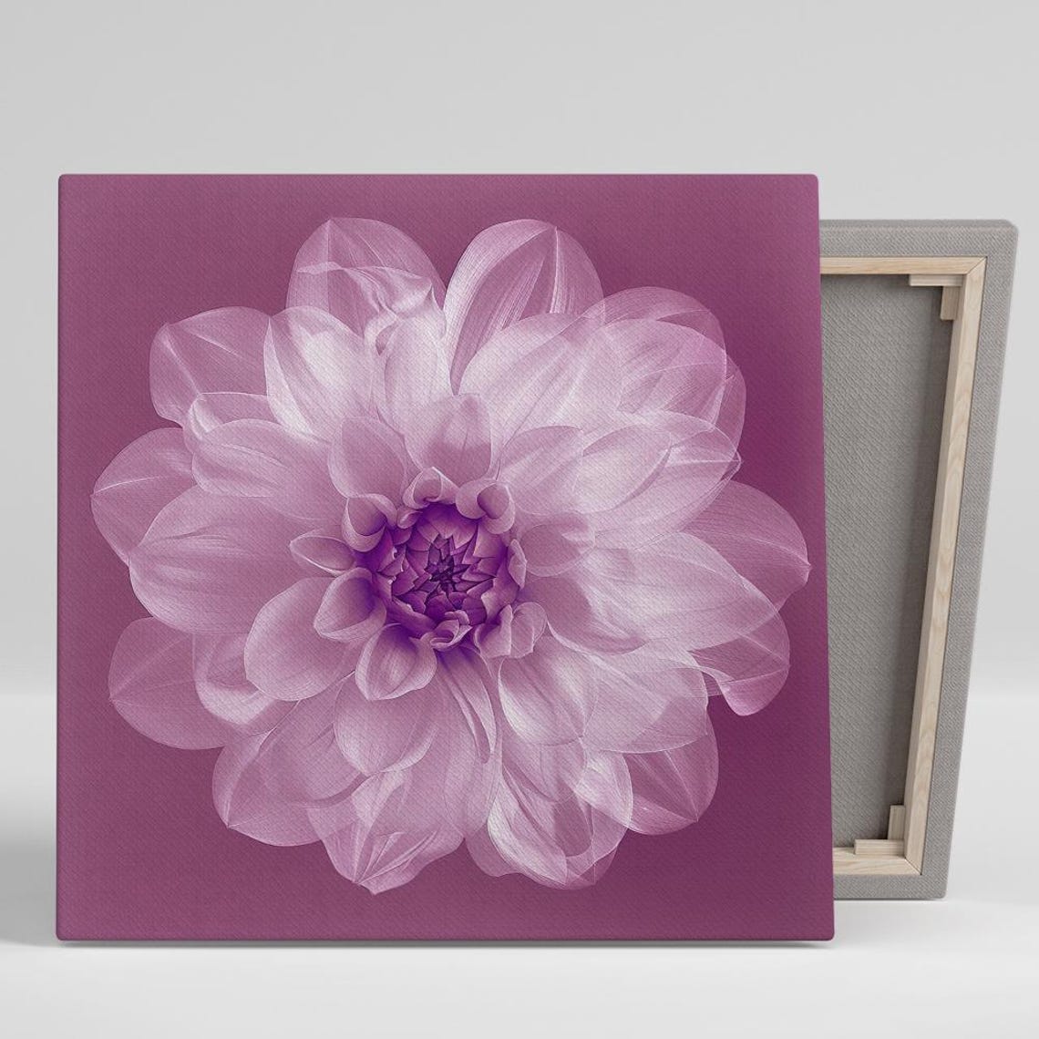 Soft Pink Translucent Dahlia Bloom On Magenta Background Art Poster