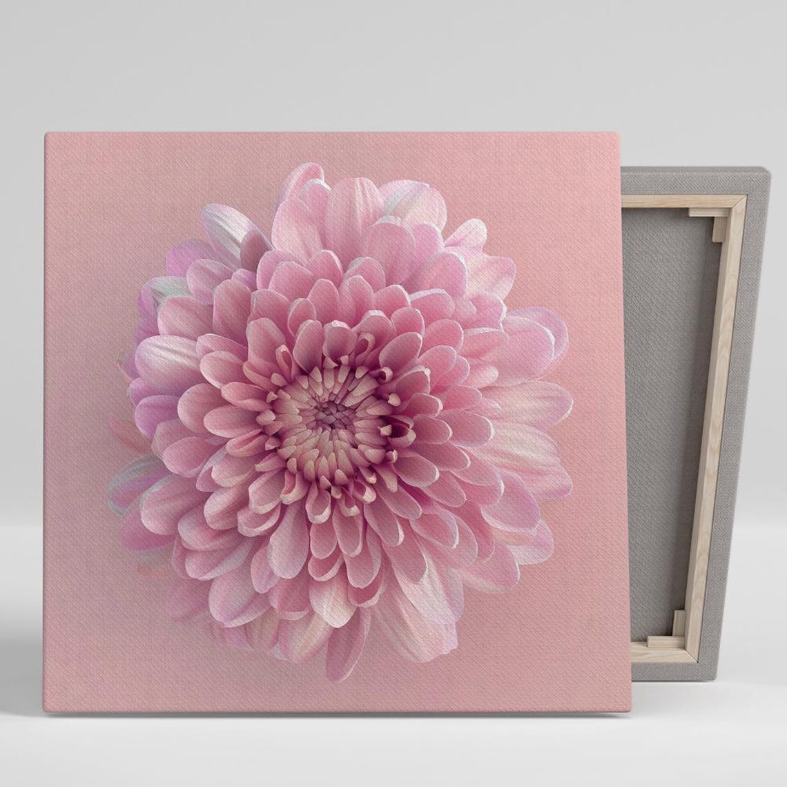 Dusty Pink Chrysanthemum Macro Bloom Soft Blush Floral Art Poster