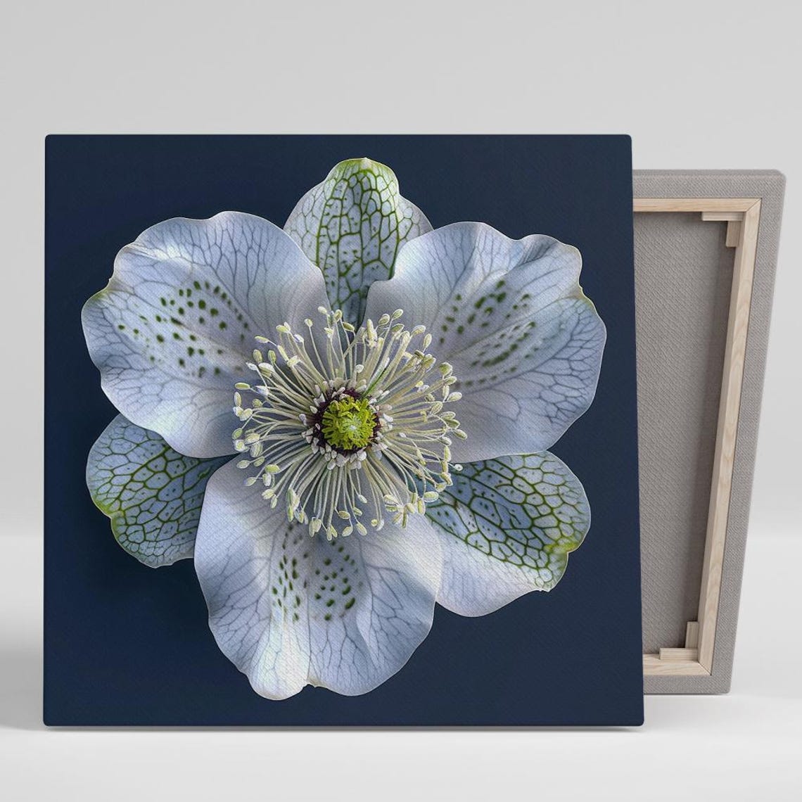 White Hellebore Flower Macro Green Speckled Petals Navy Floral Poster