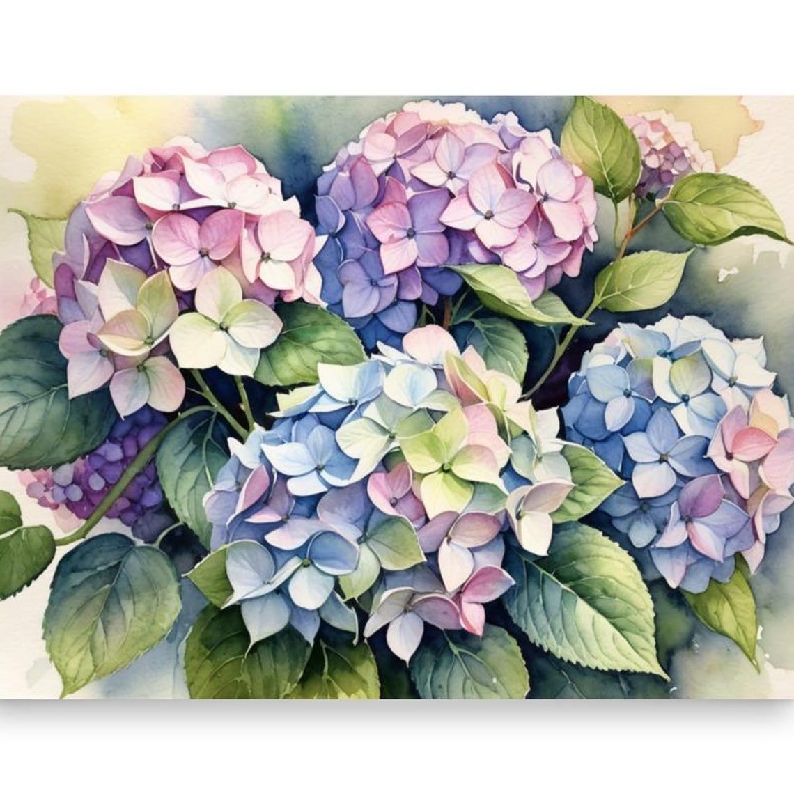 Romantic Pink Purple Hydrangea Blooms Watercolor Floral Poster