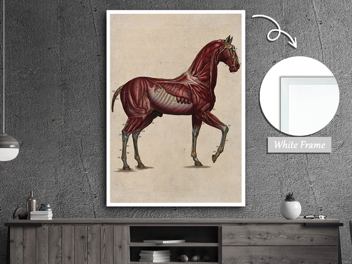Equine Muscles And Nervous System, Horse Anatomy - Image 2