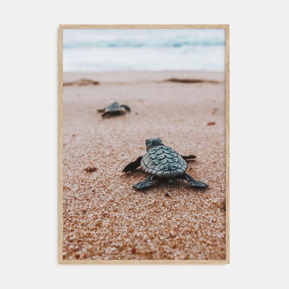 Baby Sea Turtle Hatchling Close Up Crawling on a Sandy Beach Poster