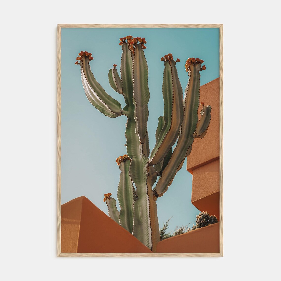 Blooming Cactus with Orange Buds Terracotta Architecture Photo Poster