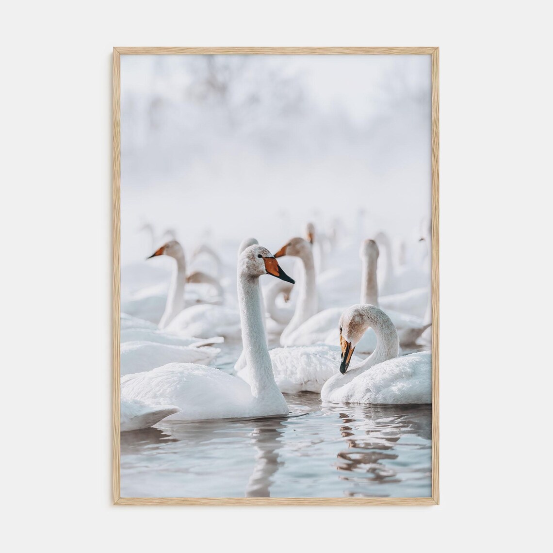 Group of Graceful White Swans Gliding on a Misty Winter Lake Poster