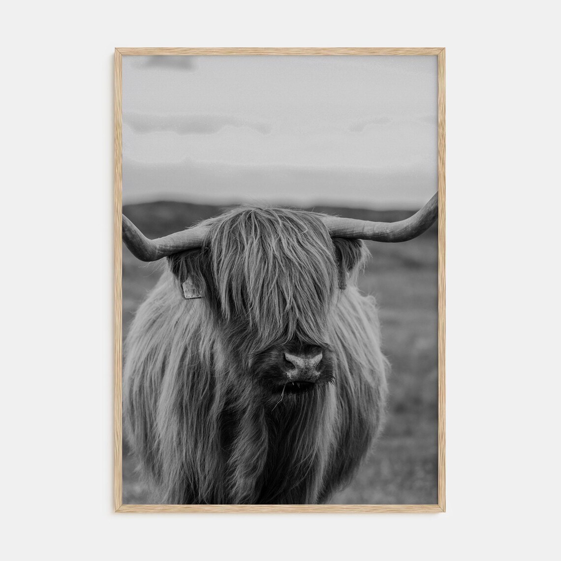 Black and White Close-Up Portrait of a Shaggy Highland Cow Poster