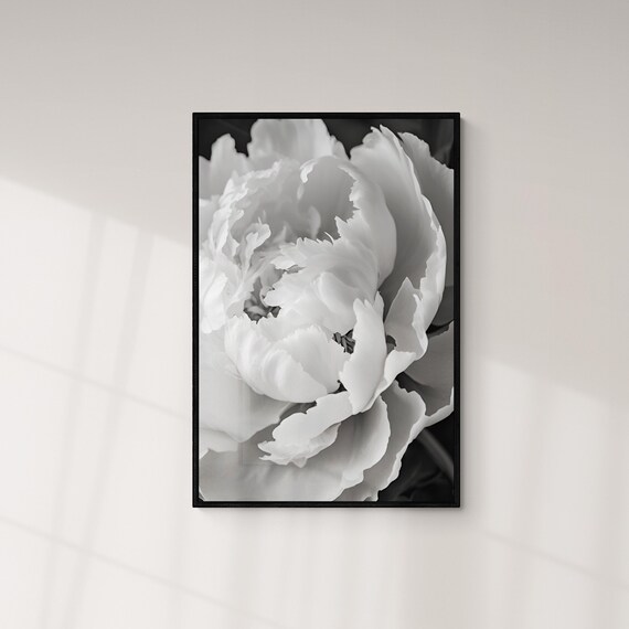 White Peony Blossom Macro Black And White Botanical Floral Art Poster