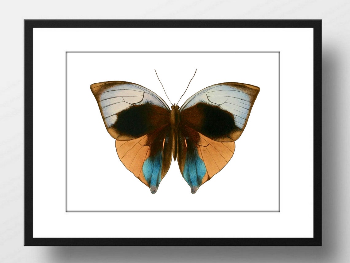 Din A4 Art Print Without Frame Large Butterfly Black Blue Butterfly Nature Retro Vintage Print Poster Image