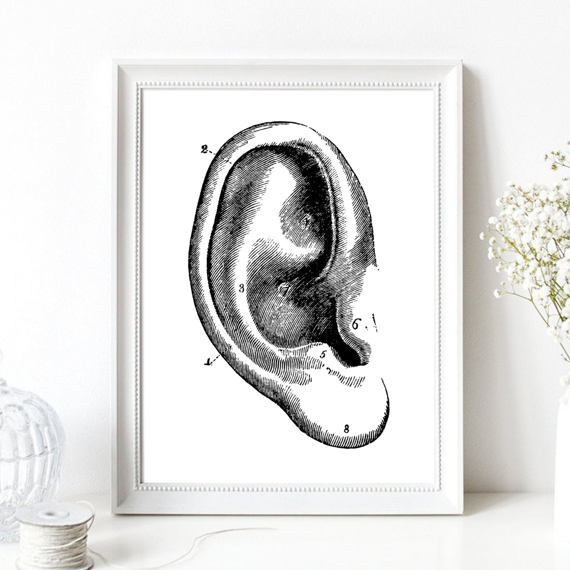 Vintage Ear Anatomy Engraving Retro Medical Scientific Wall Art