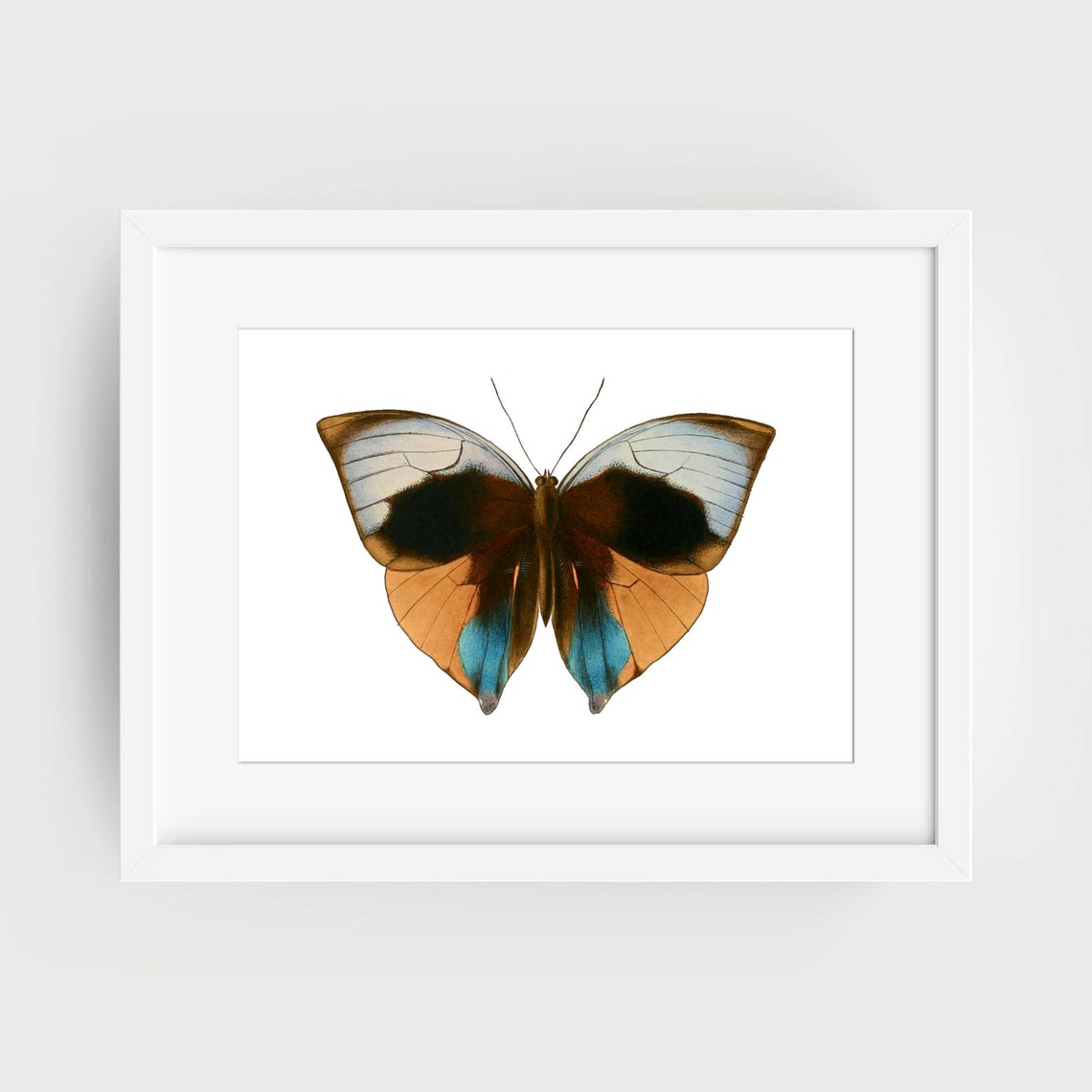 Din A4 Art Print Without Frame Large Butterfly Black Blue Butterfly Nature Retro Vintage Print Poster Image - Image 2