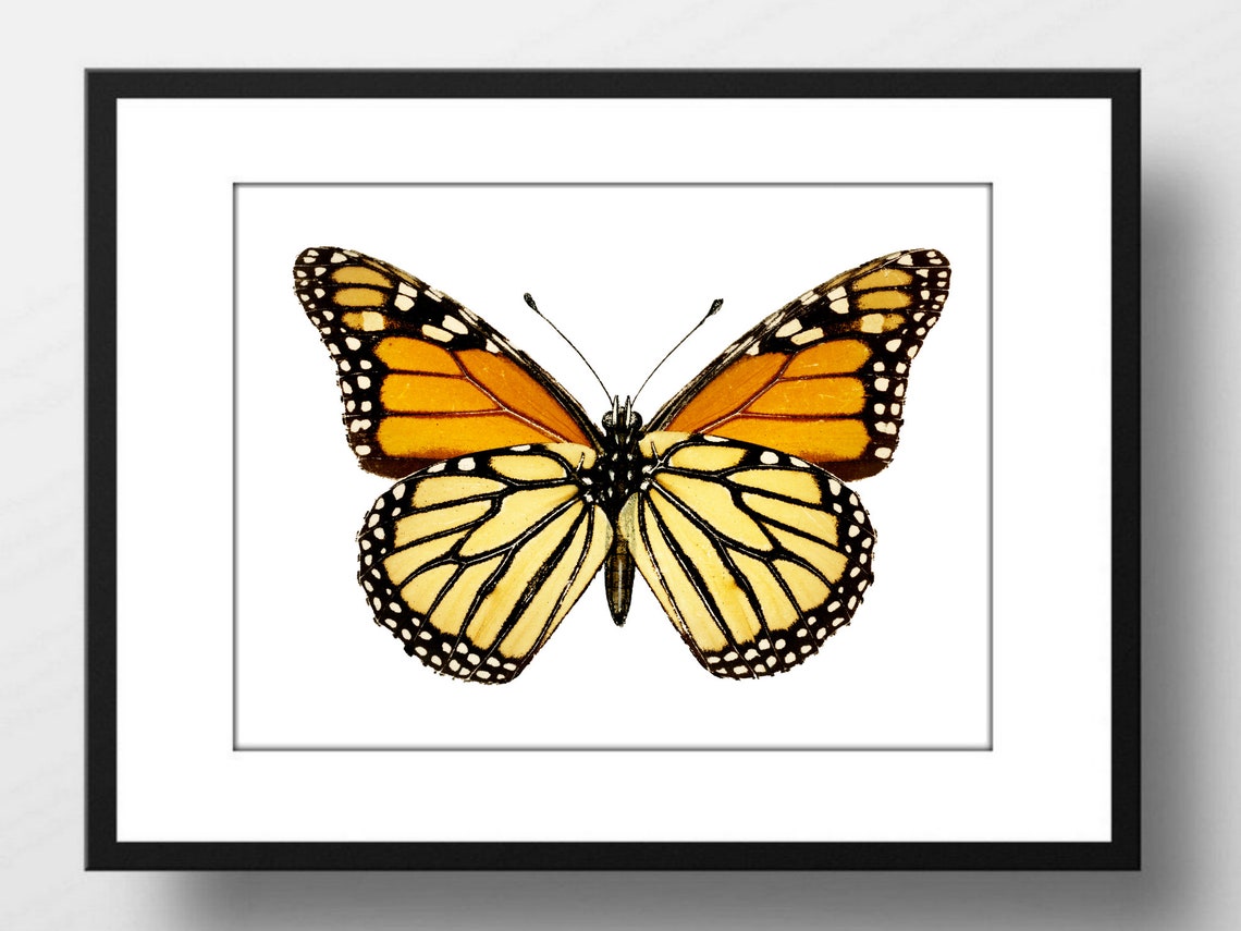 Din A4 Art Print Without Frame Large Butterfly Monarch Orange Butterfly Nature Retro Vintage Print Poster Image - Image 3