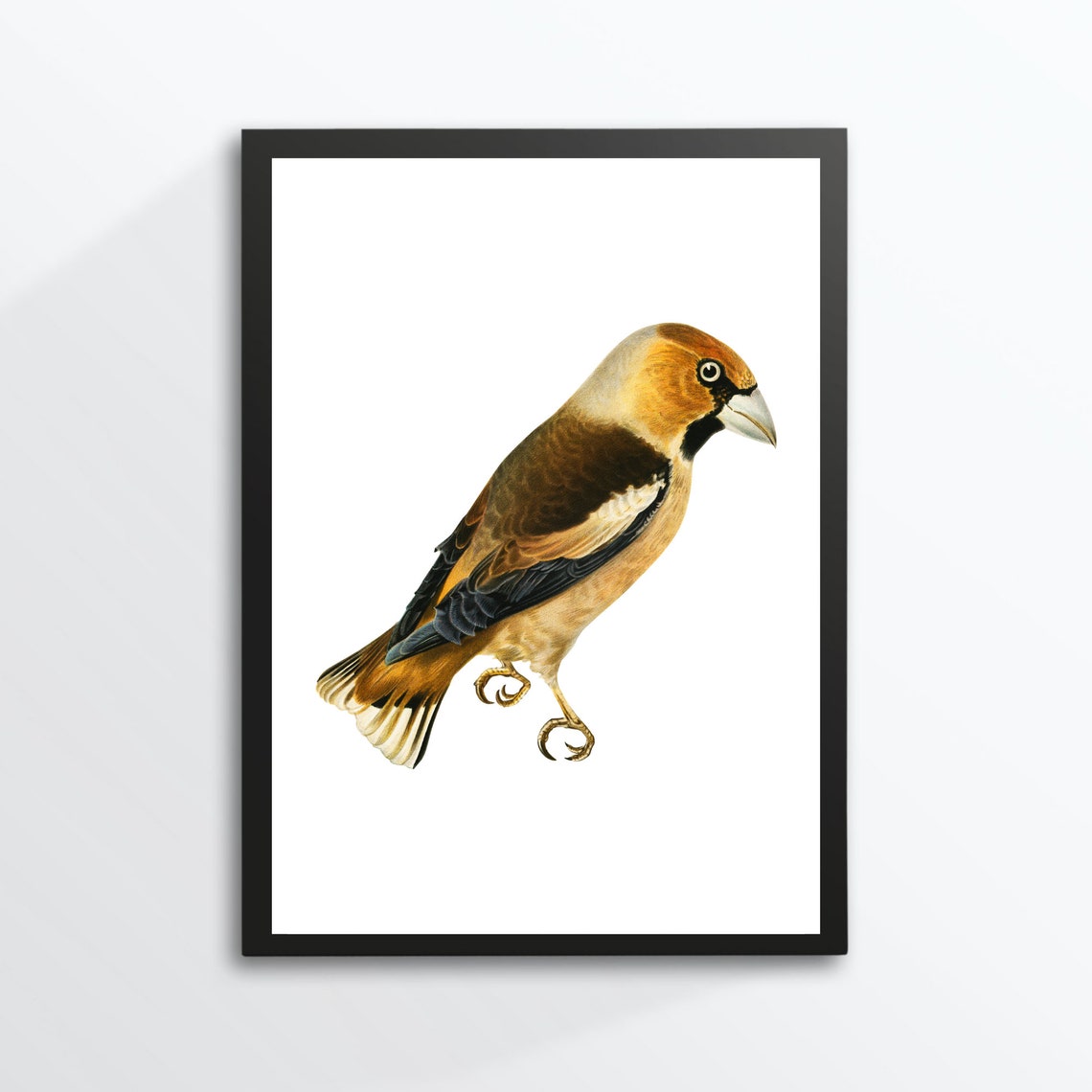 Hawfinch Bird Vintage Ornithology Illustration Wildlife Art Print
