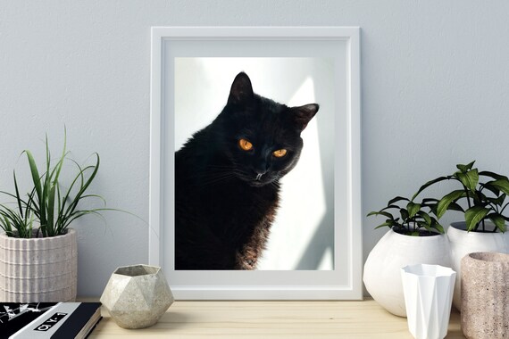 Black Cat with Amber Eyes Photography Portrait Elegant Feline Wall Art