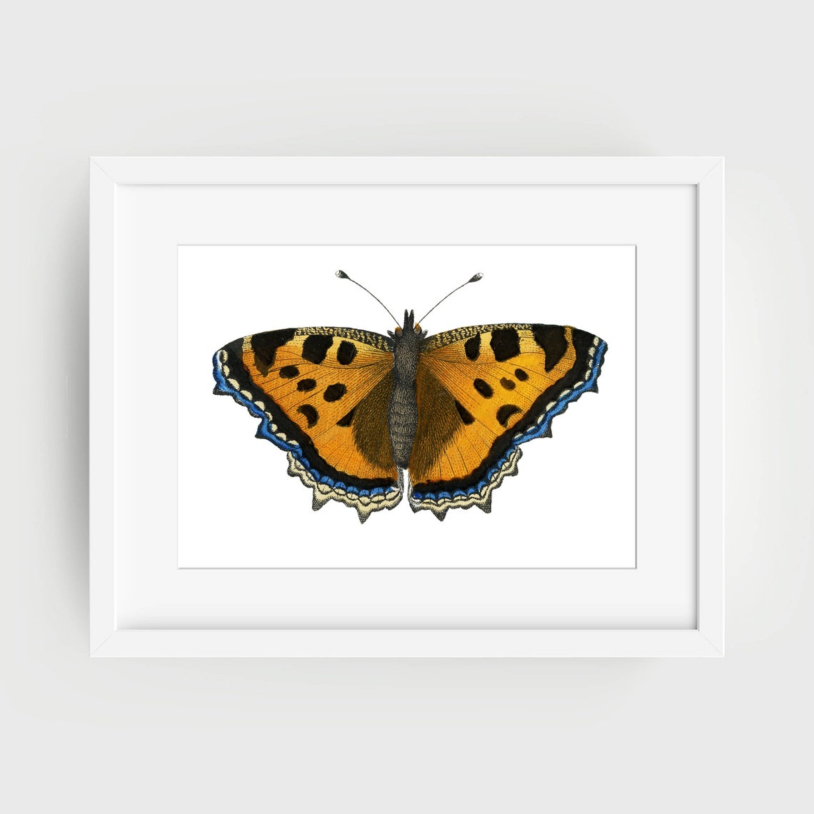 Din A4 Art Print Without Frame Little Fox Butterfly Butterfly Nature Retro Vintage Print Poster Image - Image 2