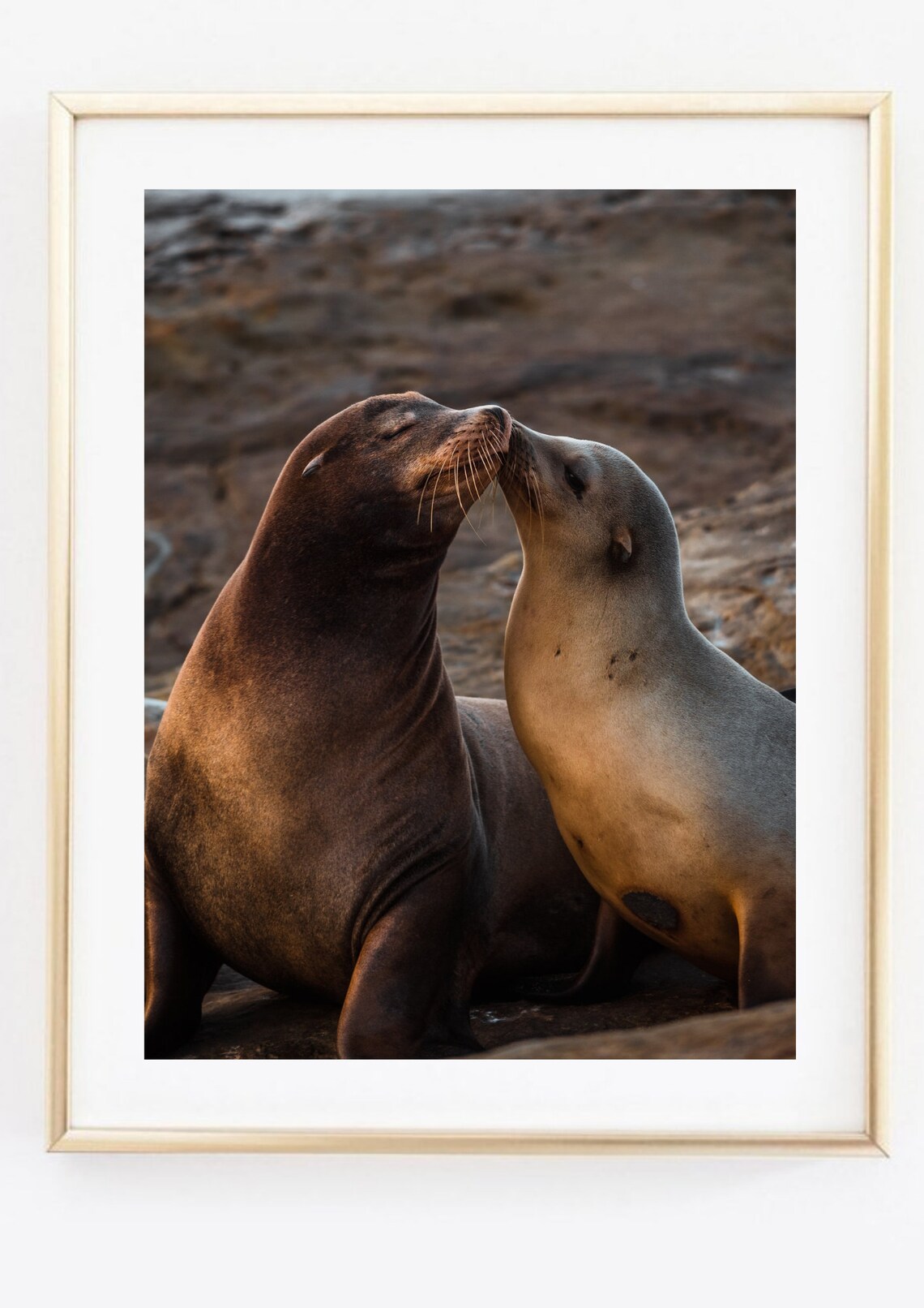 Two Sea Lions Nuzzling Wildlife Photo Couple Ocean Animal Love Poster - Image 2