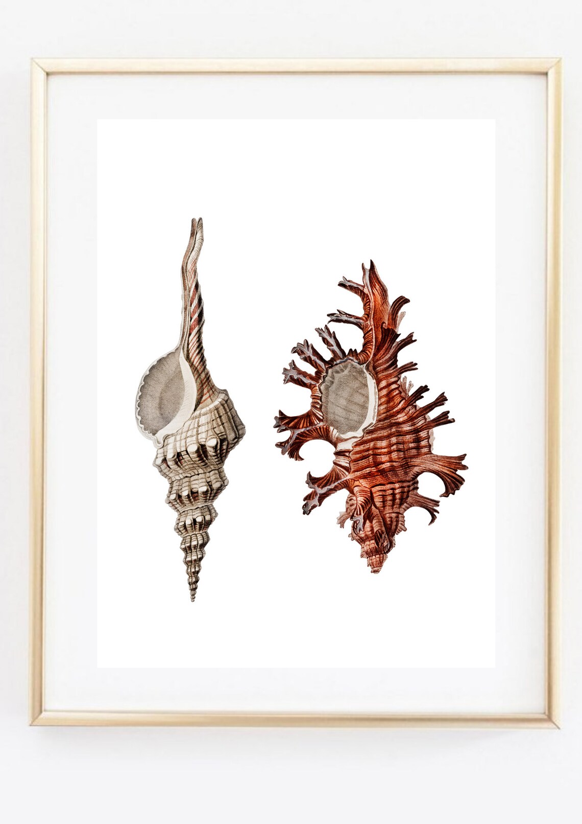 Shell Pointed Shell Scallop, Vintage Maritime Poster - Image 2