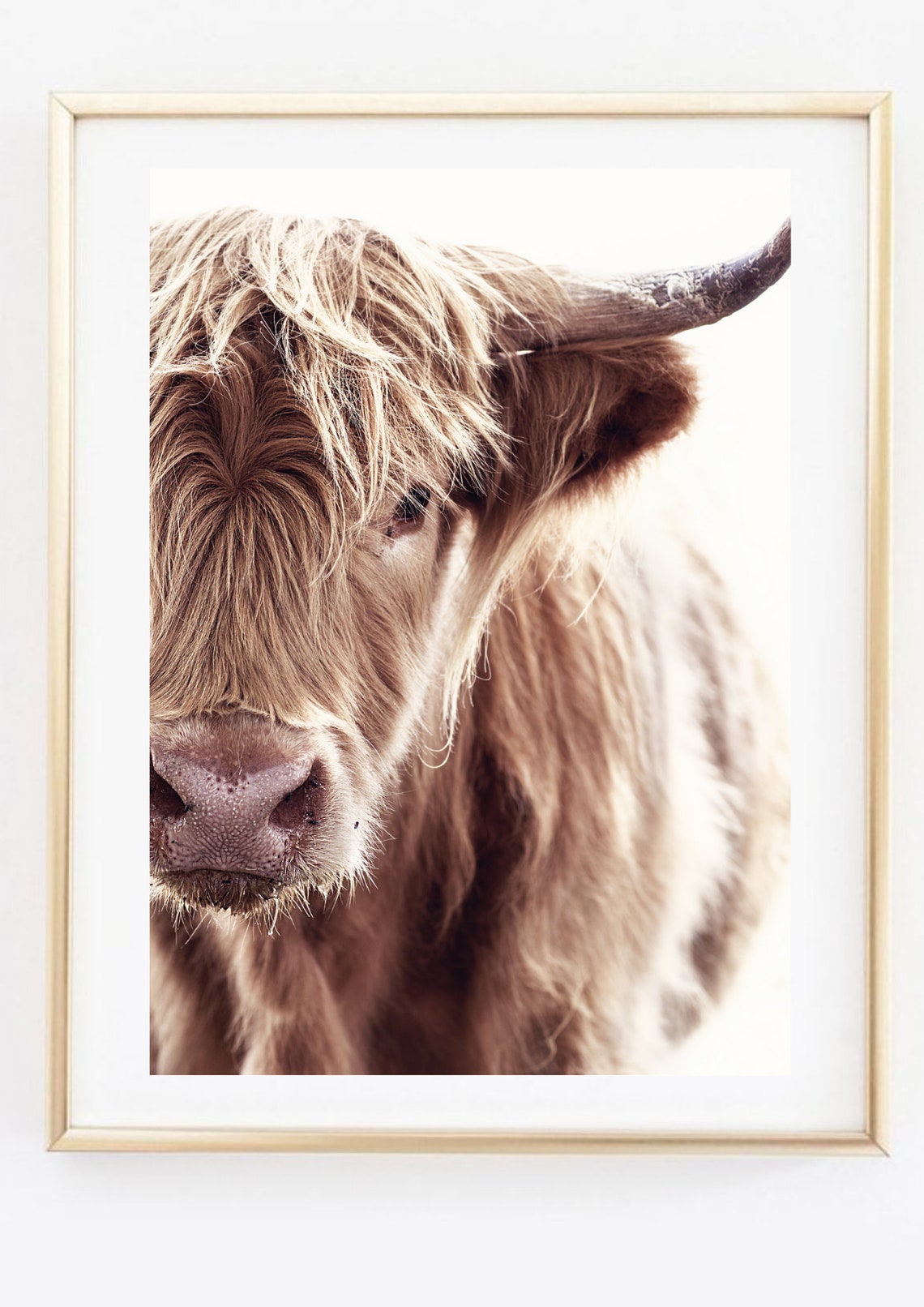 Scottish Highland Cow Close-Up Portrait Brown Fur Farm Animal Poster - Image 2