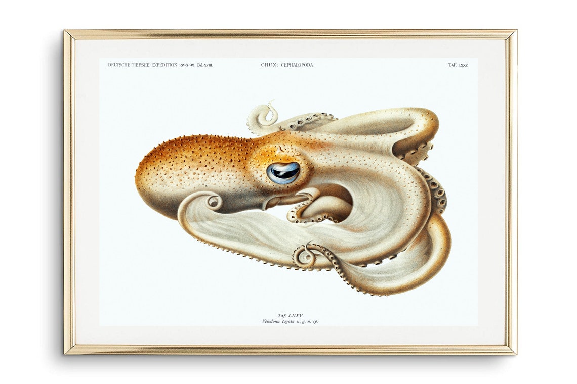 Vintage Octopus Scientific Illustration Marine Biology Antique Poster - Image 3