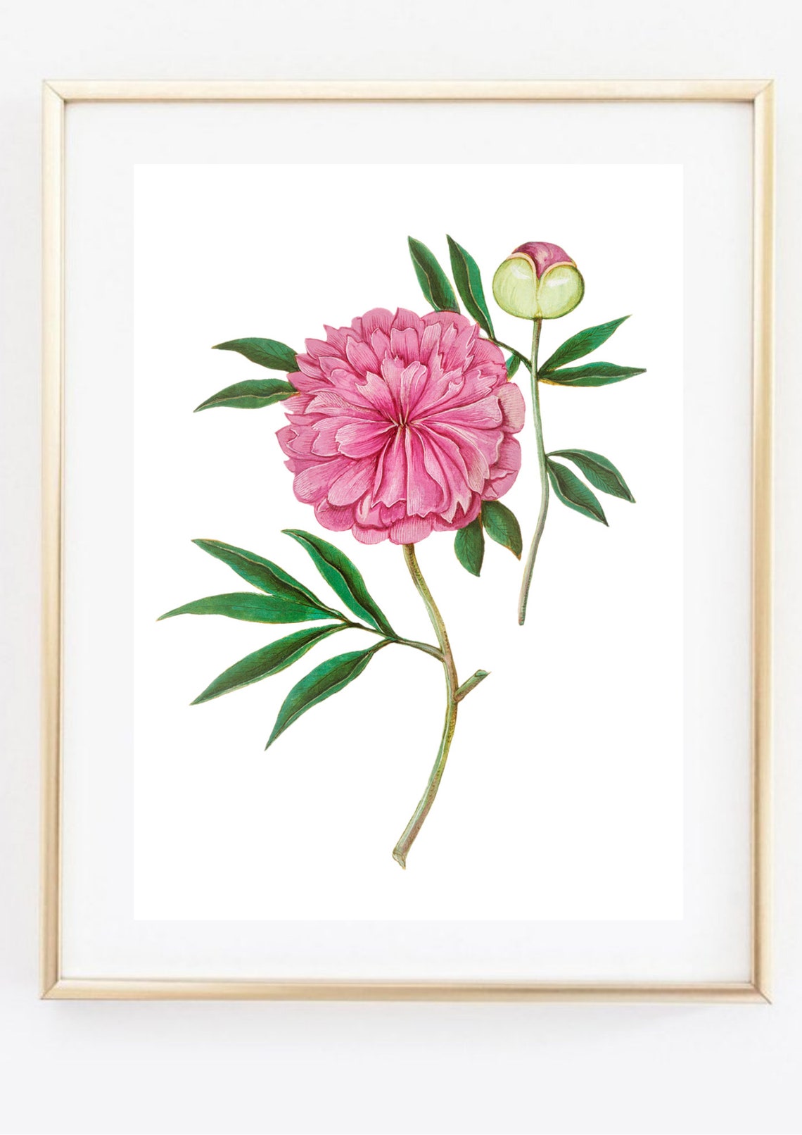 Pink Peony Vintage Botanical Flower Illustration Romantic Wall Art - Image 3