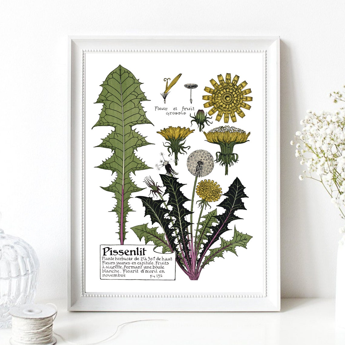 Vintage French Dandelion Botanical Chart Retro Wild Plant Poster