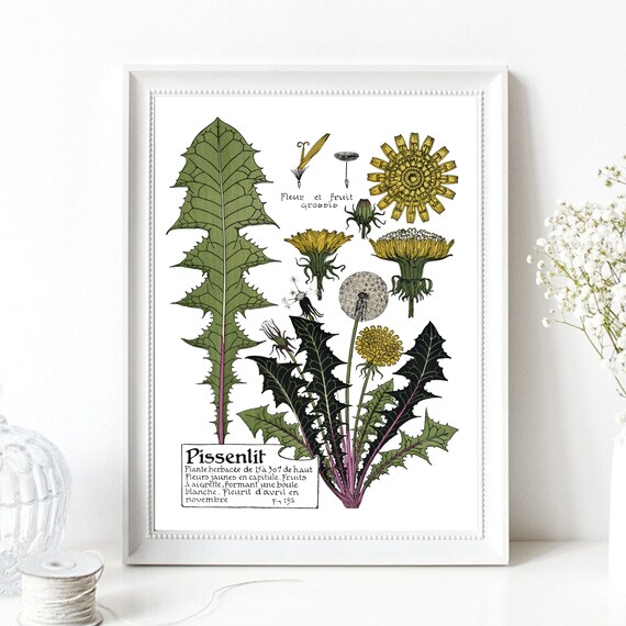 Vintage French Dandelion Botanical Chart Retro Wild Plant Poster