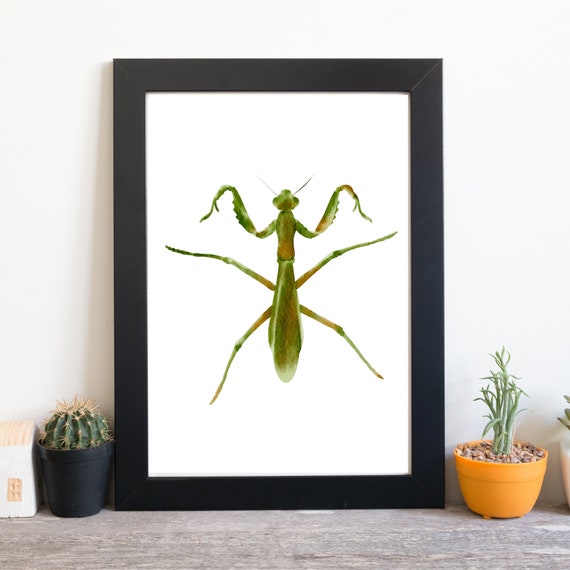 Din A4 Art Print Without Frame Grasshopper Grasshopper Fright Praying Mantis Insect Nature Watercolor Picture Poster Print