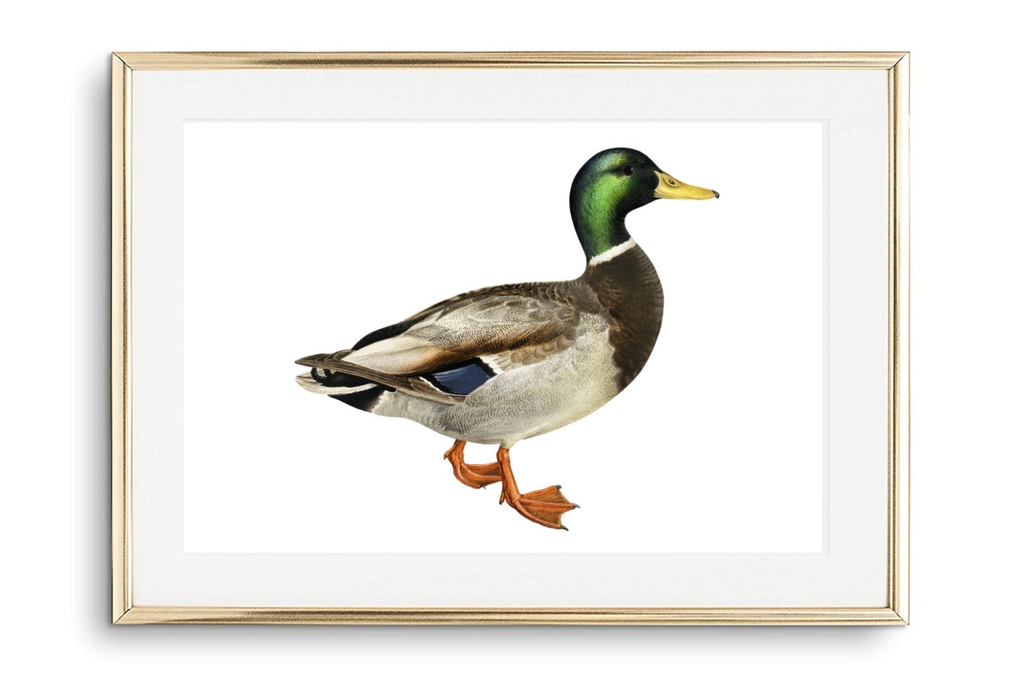 Male Mallard Duck Vintage Illustration Green Head Nature Print - Image 3