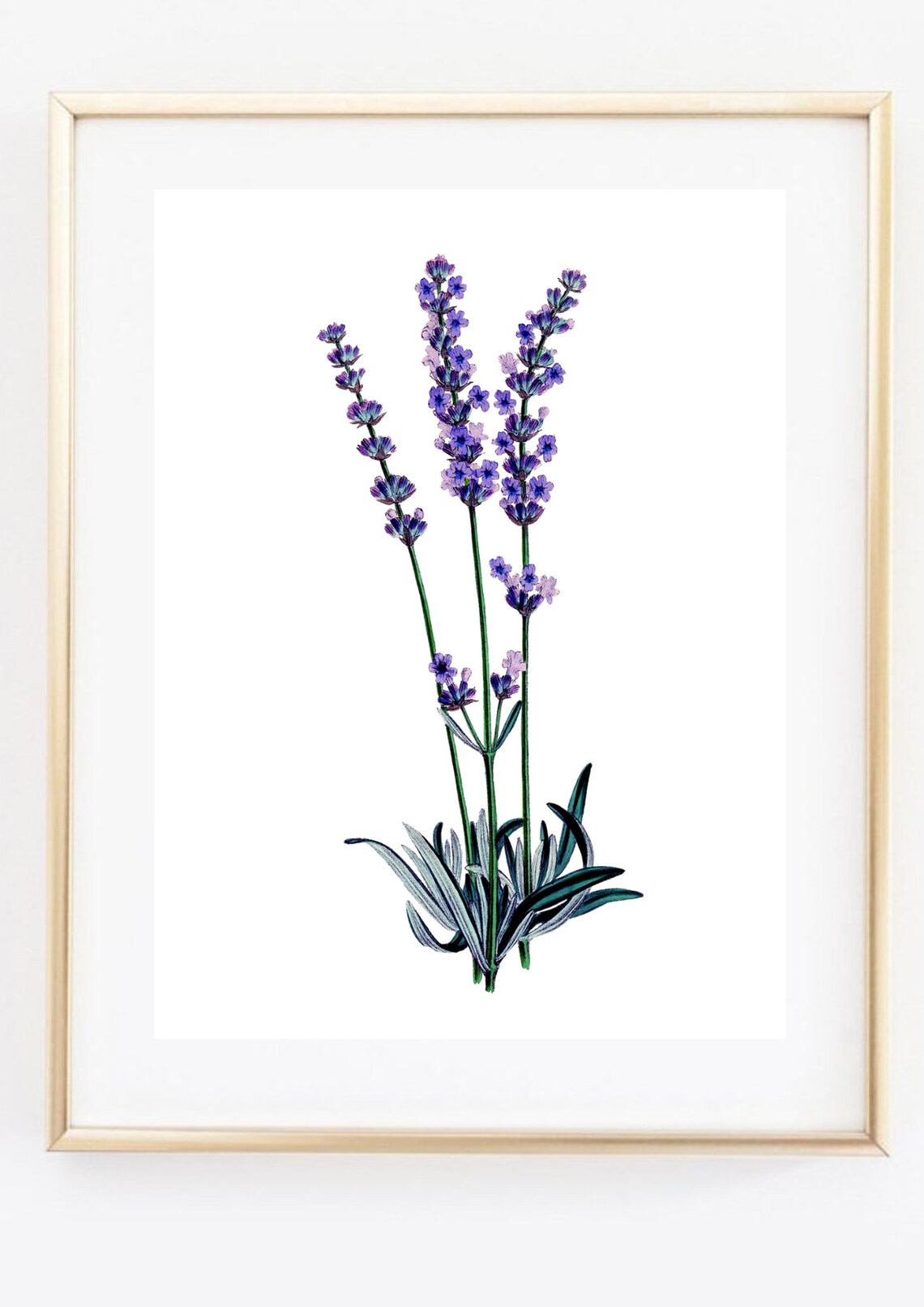 Lavender Botanical Illustration Vintage Floral Flower Art Poster - Image 3