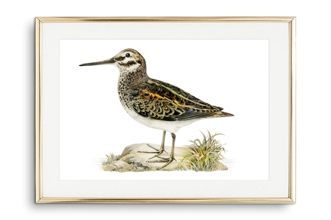 Jack Snipe Wader Vintage Ornithology Illustration Shorebird Art Print