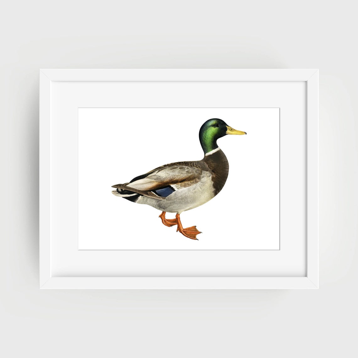 Male Mallard Duck Vintage Illustration Green Head Nature Print