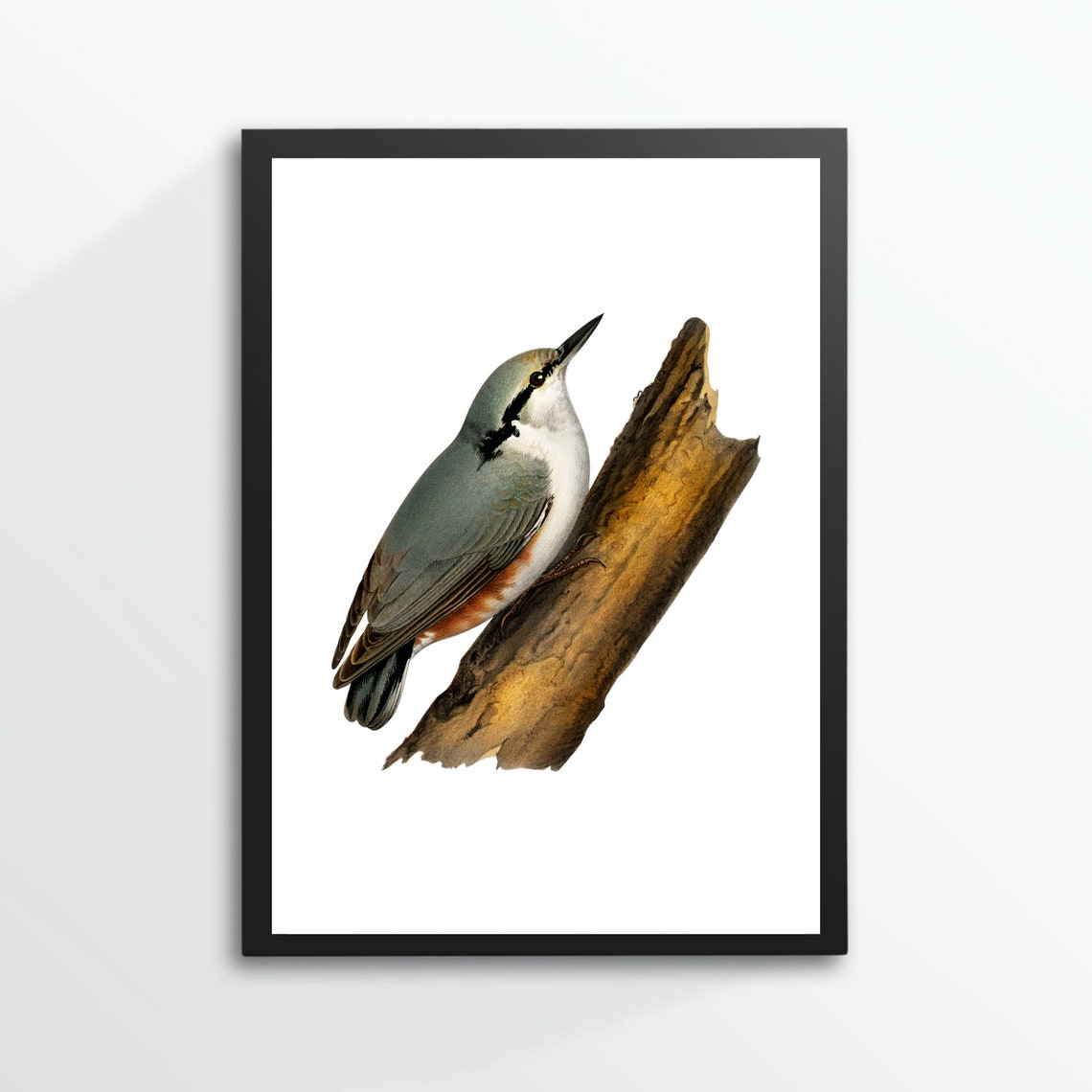 Eurasian Nuthatch Bird Vintage Natural History Illustration Poster