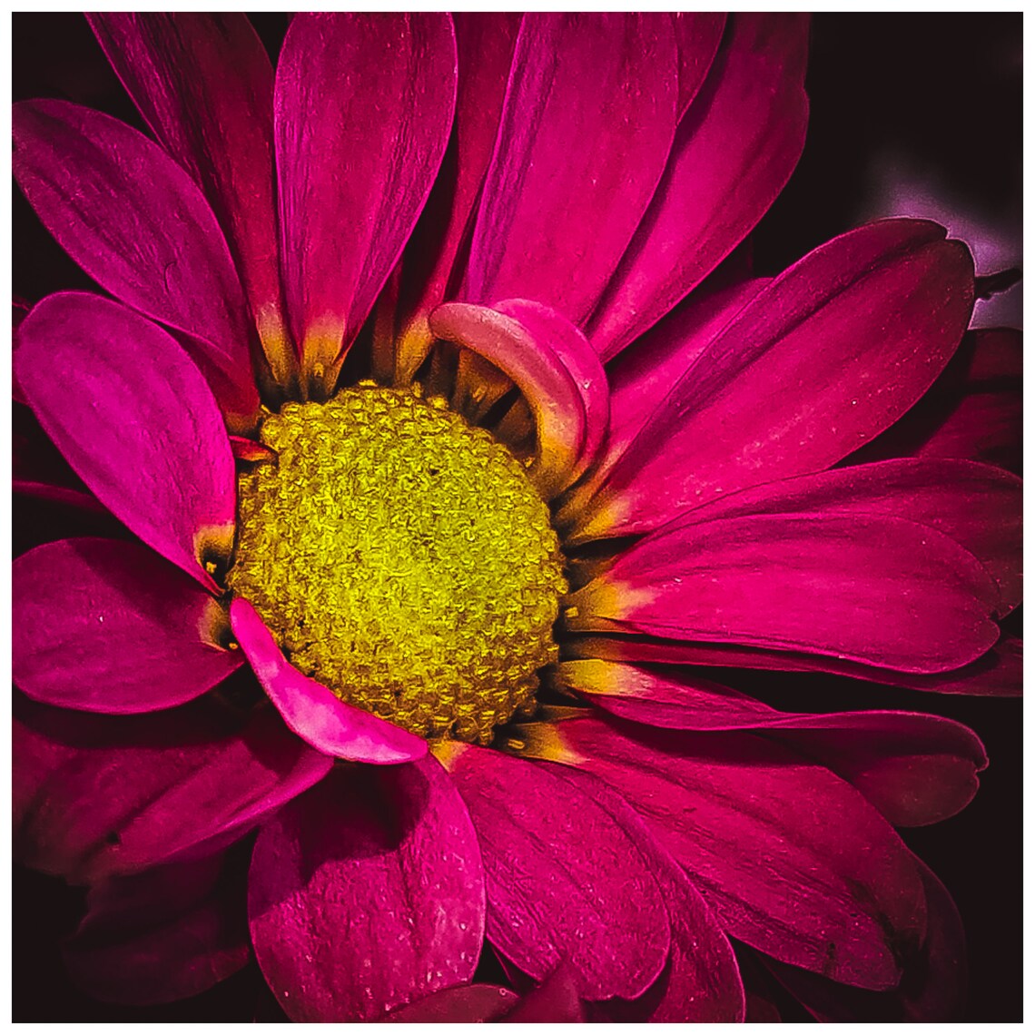 Magenta Daisy Yellow Center Vivid Botanical Macro No 8 Art Poster