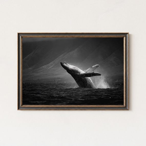 Black White Breaching Whale Wall Art Dramatic Ocean Wildlife Print