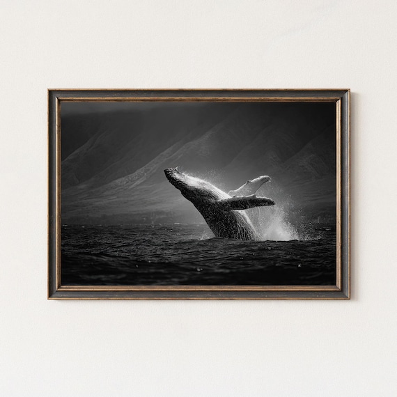 Dramatic Humpback Whale Breach Tail Up Black White Ocean Wave Poster