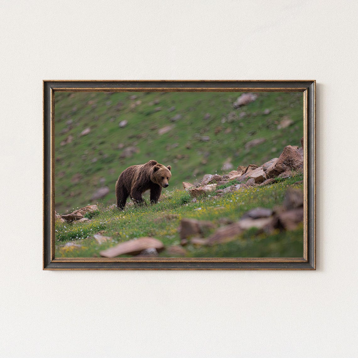 Brown Bear Walking Mountain Meadow Rocky Terrain Wildlife Poster