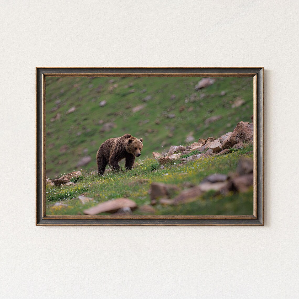 Himalayan Brown Bear Photography Print Wildlife Wall Art