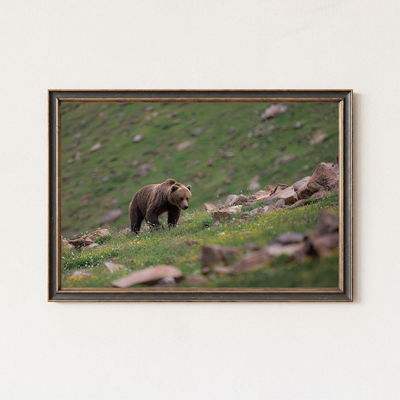 Himalayan Brown Bear Photography Print Wildlife Wall Art