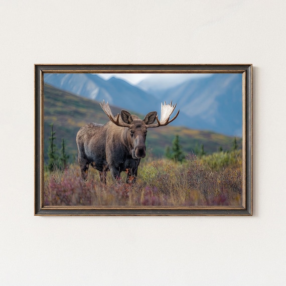 Bull Moose With Wide Antlers Autumn Mountain Wildlife Poster