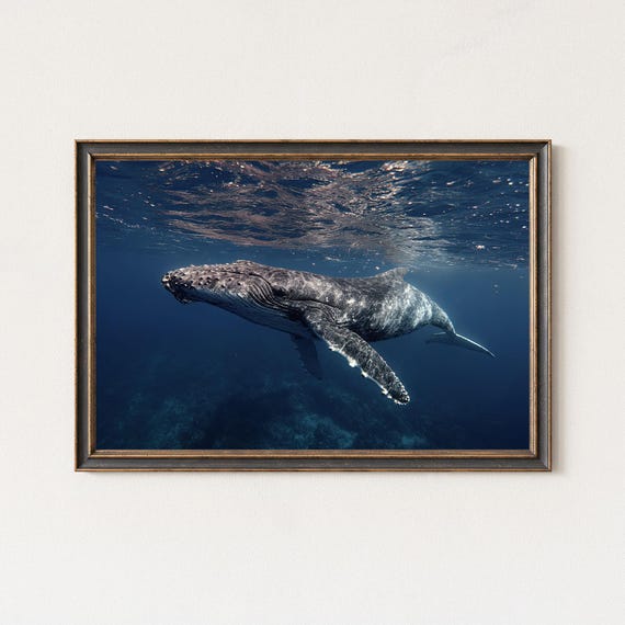 Whale Photography Print Humpback Underwater Ocean Wall Art
